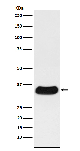 Rabbit monoclonal antibody