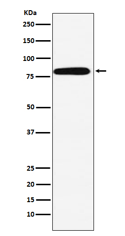 Rabbit monoclonal antibody