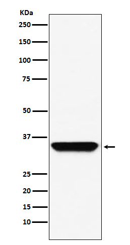 Rabbit monoclonal antibody