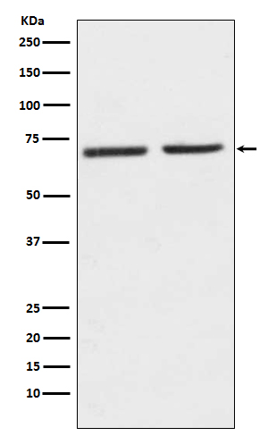 Rabbit monoclonal antibody