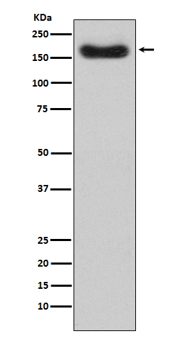 Rabbit monoclonal antibody