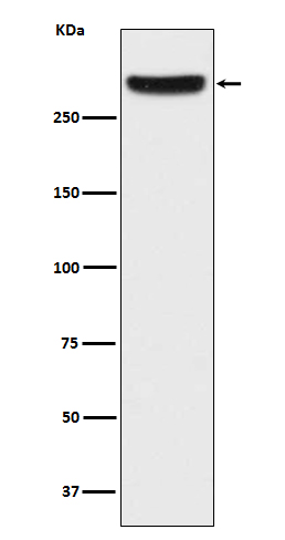 Rabbit monoclonal antibody