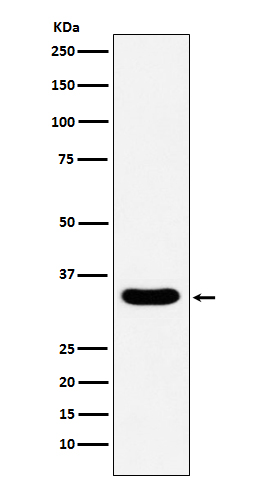 Rabbit monoclonal antibody