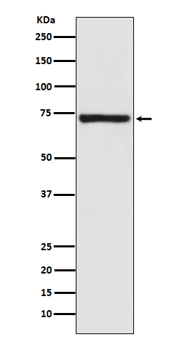 Rabbit monoclonal antibody