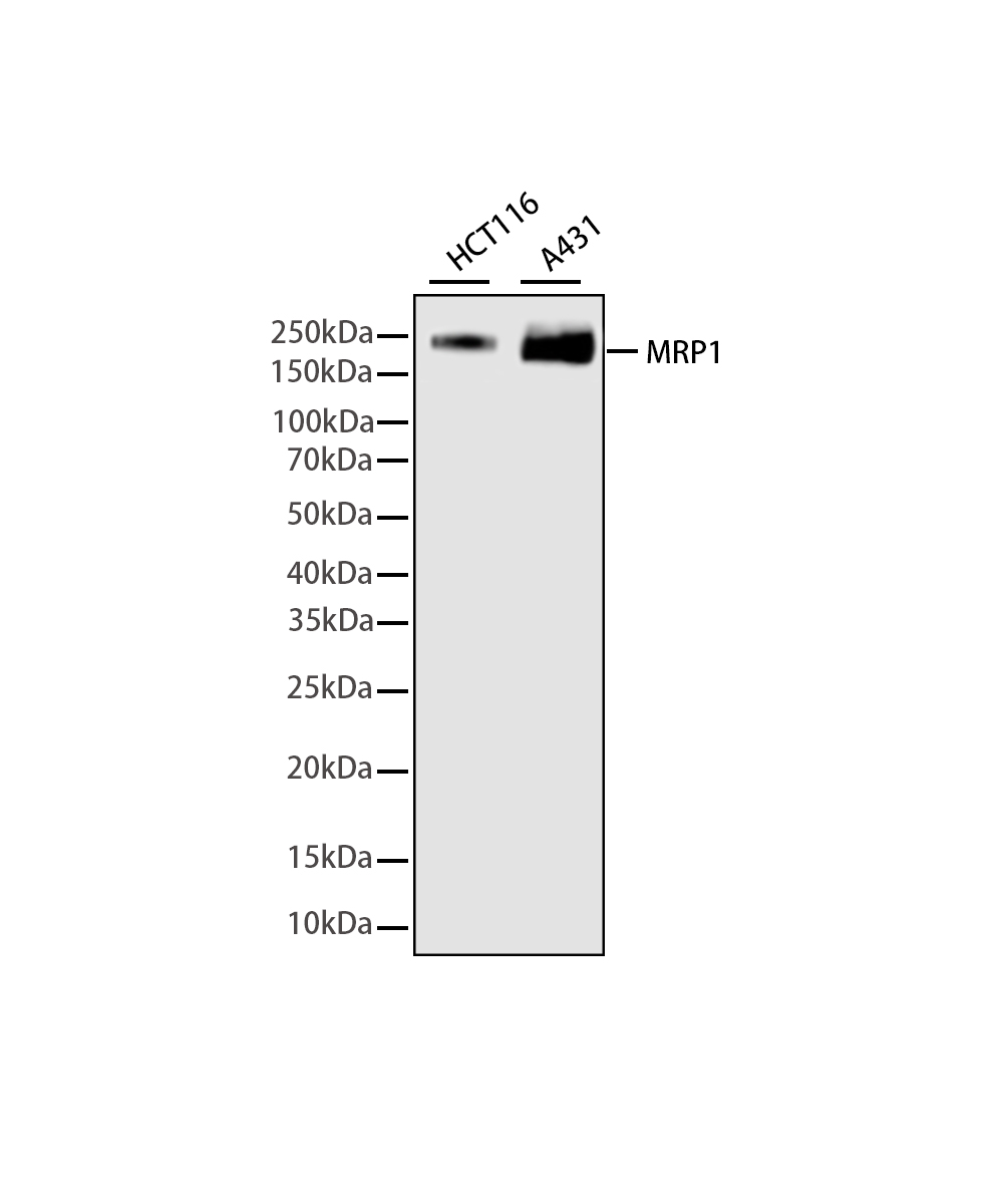 Rabbit monoclonal antibody