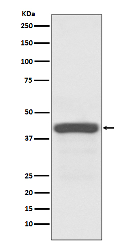 Rabbit monoclonal antibody