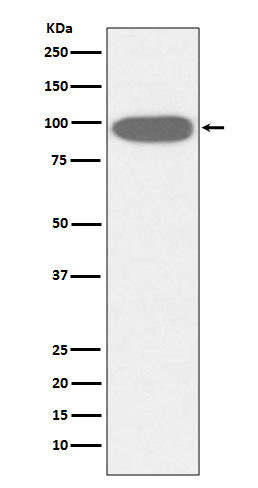 Rabbit monoclonal antibody