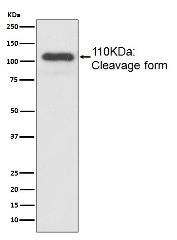 Rabbit monoclonal antibody