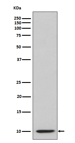 Rabbit monoclonal antibody