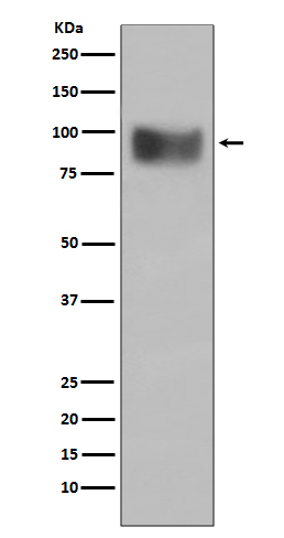 Rabbit monoclonal antibody