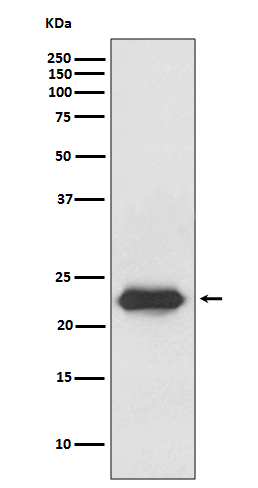 Rabbit monoclonal antibody