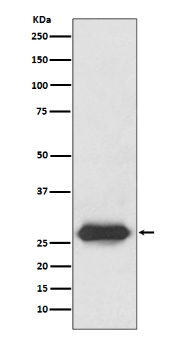 Rabbit monoclonal antibody