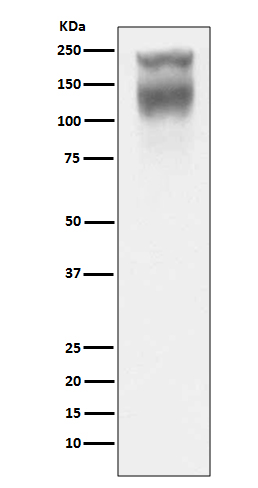 Rabbit monoclonal antibody