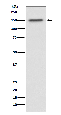 Rabbit monoclonal antibody