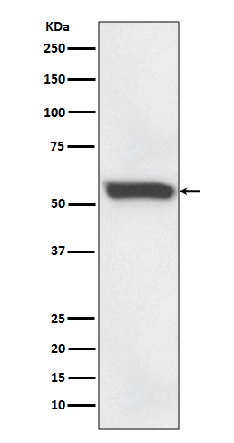 Rabbit monoclonal antibody