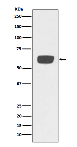 Rabbit monoclonal antibody