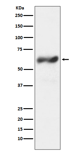 Rabbit monoclonal antibody