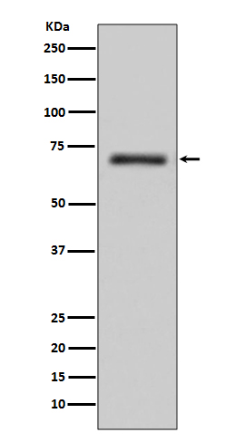 Rabbit monoclonal antibody