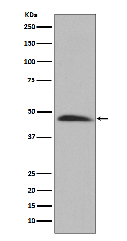 Rabbit monoclonal antibody