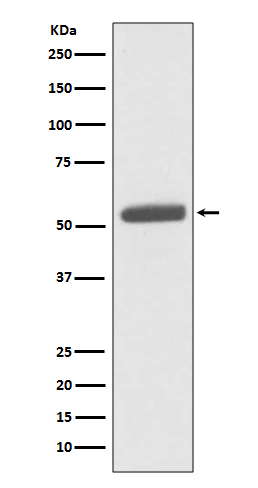 Rabbit monoclonal antibody