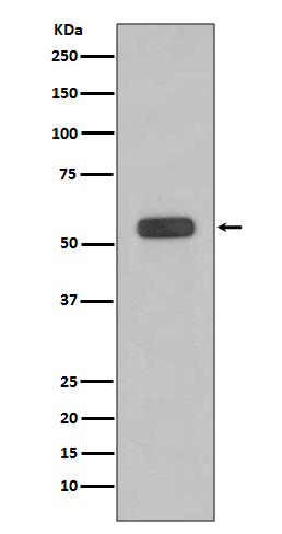 Rabbit monoclonal antibody