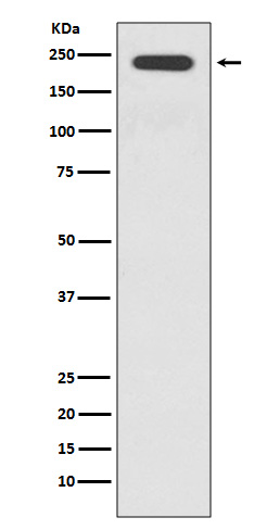 Rabbit monoclonal antibody