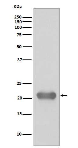 Rabbit monoclonal antibody