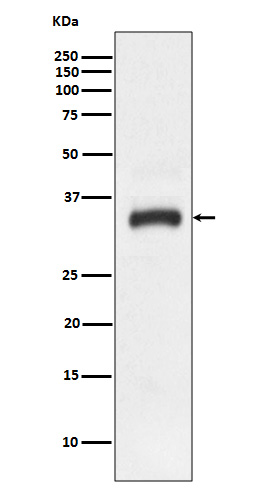 Rabbit monoclonal antibody