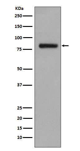 Rabbit monoclonal antibody