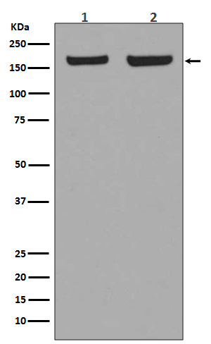 Rabbit monoclonal antibody