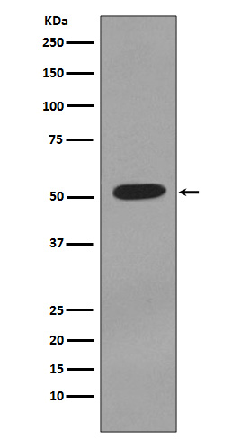 Rabbit monoclonal antibody
