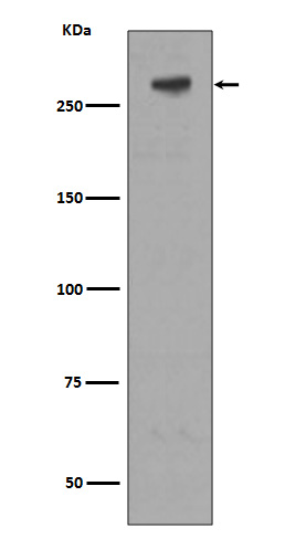 Rabbit monoclonal antibody