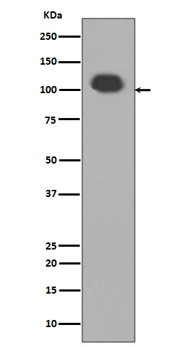 Rabbit monoclonal antibody