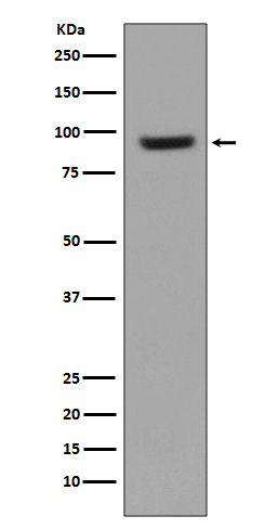 Rabbit monoclonal antibody