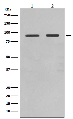 Rabbit monoclonal antibody