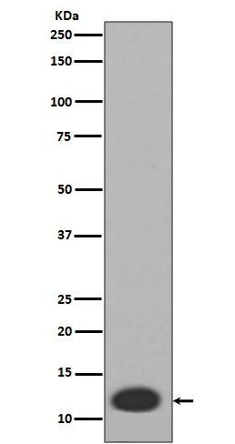 Rabbit monoclonal antibody