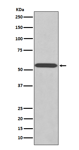 Rabbit monoclonal antibody