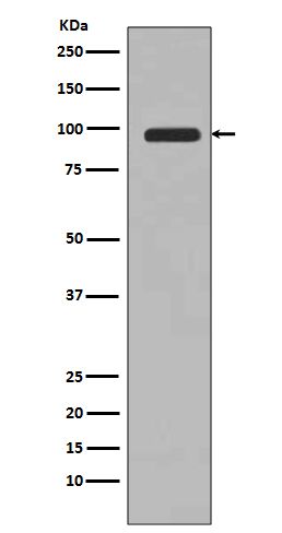 Rabbit monoclonal antibody