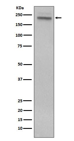 Rabbit monoclonal antibody