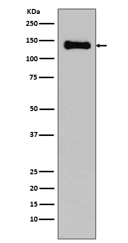 Rabbit monoclonal antibody