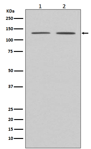 Rabbit monoclonal antibody