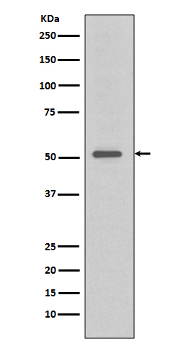 Rabbit monoclonal antibody