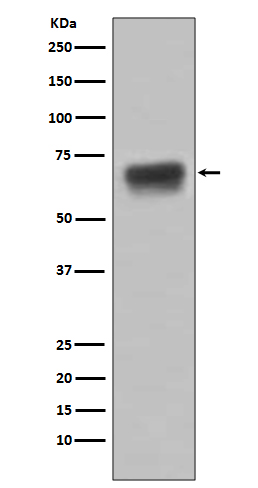 Rabbit monoclonal antibody