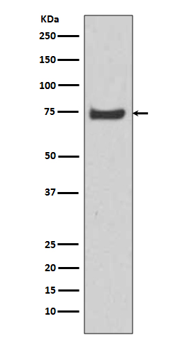 Rabbit monoclonal antibody