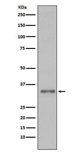 Rabbit monoclonal antibody