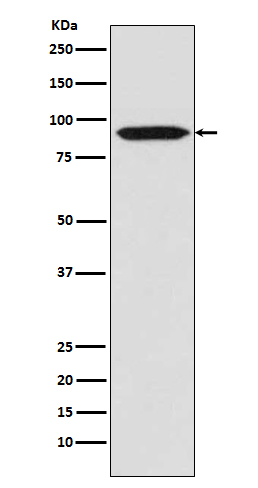Rabbit monoclonal antibody