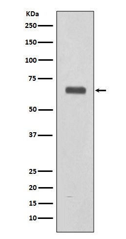 Rabbit monoclonal antibody