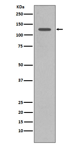 Rabbit monoclonal antibody