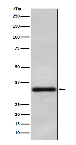 Rabbit monoclonal antibody