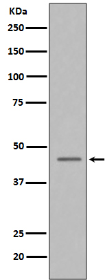 Rabbit monoclonal antibody